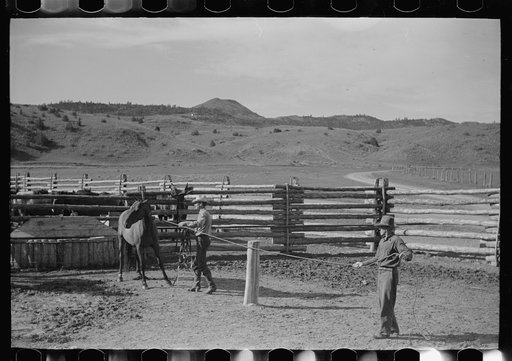 Untitled photo, possibly related to: Using the snubbing post, Quarter Circle U Ranch, Big Horn County, Montana