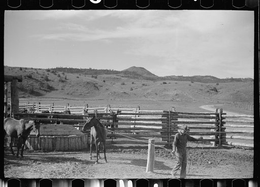 Untitled photo, possibly related to: Using the snubbing post, Quarter Circle U Ranch, Big Horn County, Montana