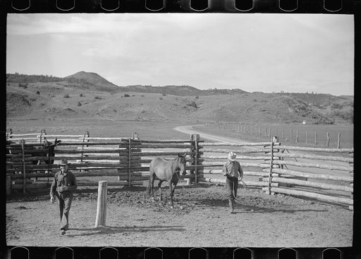 Untitled photo, possibly related to: Leading a roped horse, Quarter Circle U Ranch, Big Horn County, Montana