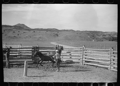 Roping a horse, Quarter Circle U Ranch, Big Horn County, Montana