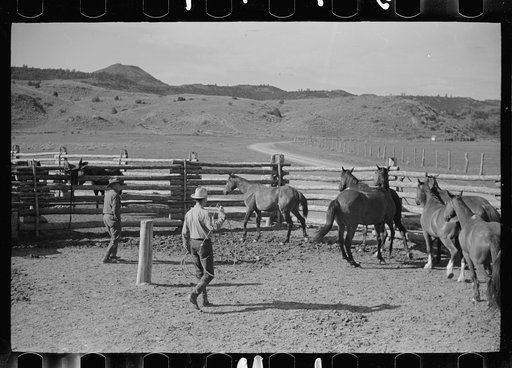 Untitled photo, possibly related to: Roping a horse, Quarter Circle U Ranch, Big Horn County, Montana