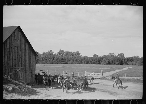 Untitled photo, possibly related to: Driving the cavy to water, Quarter Circle U Ranch, Montana