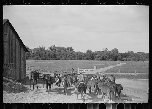 Untitled photo, possibly related to: Driving the cavy to water, Quarter Circle U Ranch, Montana