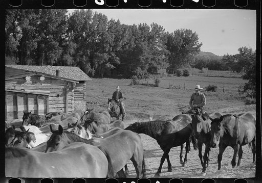 Untitled photo, possibly related to: Driving the cavy to water, Quarter Circle U Ranch, Montana