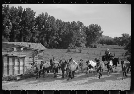 Untitled photo, possibly related to: Driving the cavy to water, Quarter Circle U Ranch, Montana