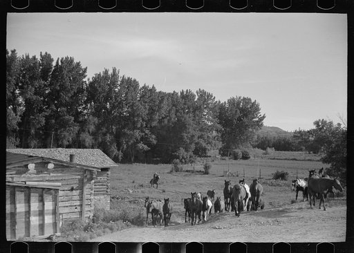 Untitled photo, possibly related to: Driving the cavy to water, Quarter Circle U Ranch, Montana