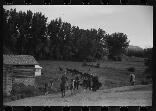 Driving the cavy to water, Quarter Circle U Ranch, Montana