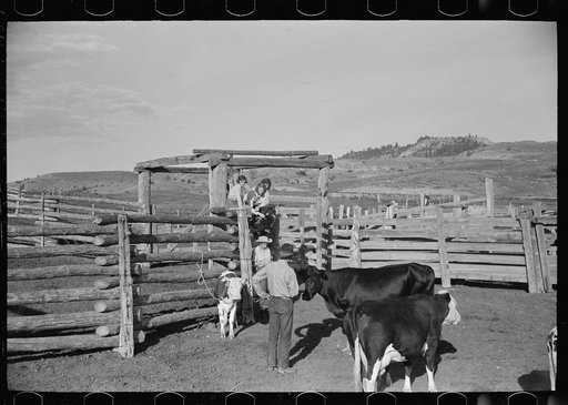 Untitled photo, possibly related to: Cowboy milking in corral, Quarter Circle U Ranch, Big Horn County, Montana
