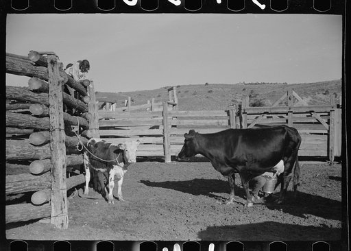 Untitled photo, possibly related to: Cowboy milking in corral, Quarter Circle U Ranch, Big Horn County, Montana