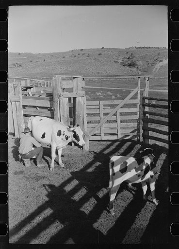 Untitled photo, possibly related to: Cowboy milking in corral, Quarter Circle U Ranch, Big Horn County, Montana