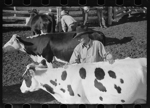 Untitled photo, possibly related to: Cowboy milking in corral, Quarter Circle U Ranch, Big Horn County, Montana