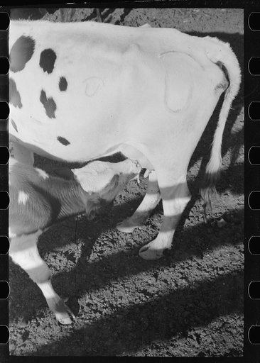 Untitled photo, possibly related to: Cowboy milking in corral, Quarter Circle U Ranch, Big Horn County, Montana