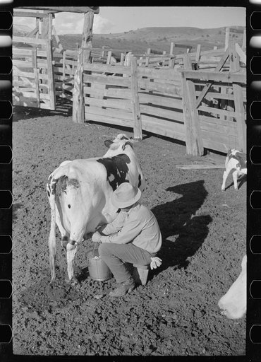 Cowboy milking in corral, Quarter Circle U Ranch, Big Horn County, Montana