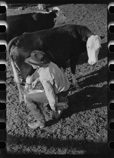 Untitled photo, possibly related to: Cowboy with milkstool and pail, Quarter Circle U Ranch, Big Horn County, Montana