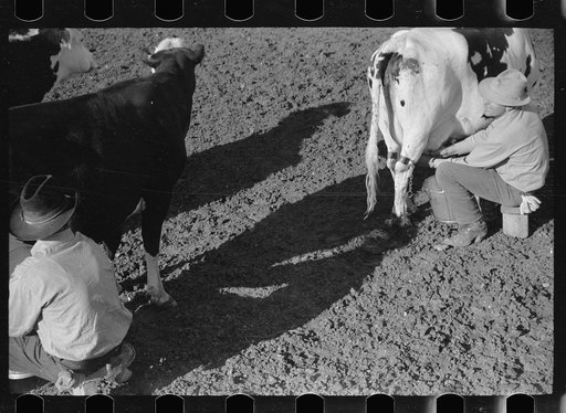 Untitled photo, possibly related to: Cowboy with milkstool and pail, Quarter Circle U Ranch, Big Horn County, Montana