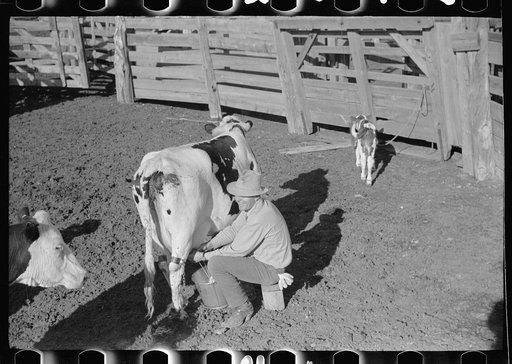 Untitled photo, possibly related to: Milking in corral, Quarter Circle U Ranch, Big Horn County, Montana