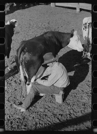 Milking in corral, Quarter Circle U Ranch, Big Horn County, Montana