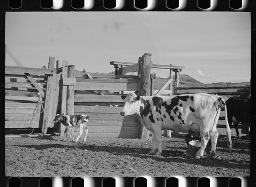 Untitled photo, possibly related to: Milking in corral, Quarter Circle U Ranch, Big Horn County, Montana