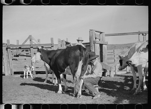 Untitled photo, possibly related to: Milking in corral, Quarter Circle U Ranch, Big Horn County, Montana