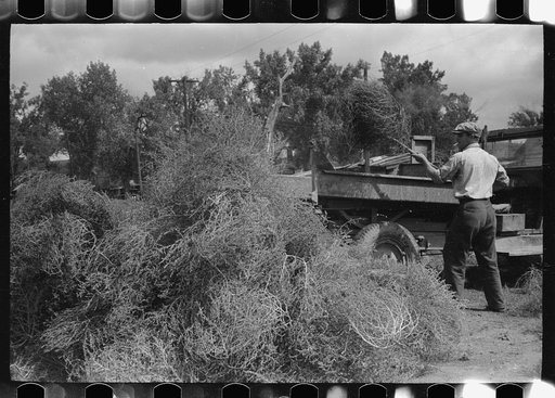 Untitled photo, possibly related to: Forsythe, Montana. Loading truck with tumbleweed
