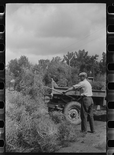 Untitled photo, possibly related to: Forsythe, Montana. Loading truck with tumbleweed