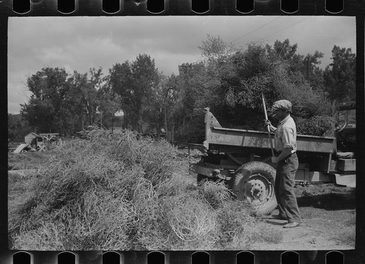 Forsythe, Montana. Loading truck with tumbleweed