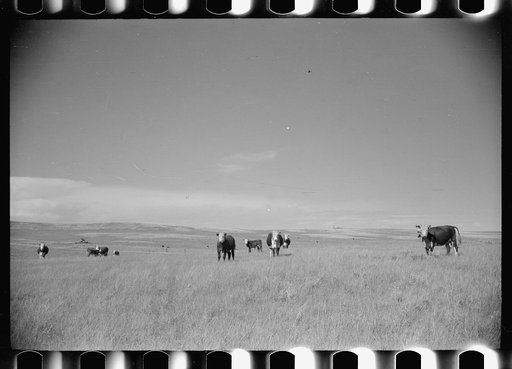 Untitled photo, possibly related to: Beer parlor, Birney, Montana