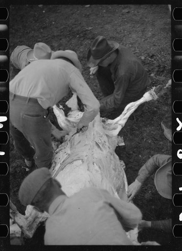 Untitled photo, possibly related to: Butchering a cow, Quarter Circle U Ranch, Montana