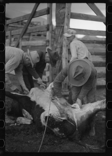 Untitled photo, possibly related to: Butchering a cow, Quarter Circle U Ranch, Montana