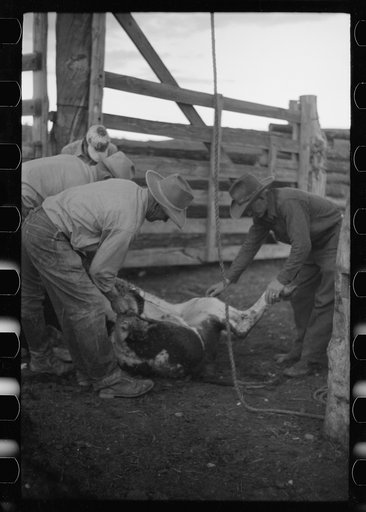 Untitled photo, possibly related to: Butchering a cow, Quarter Circle U Ranch, Montana
