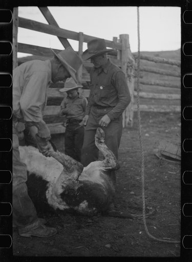 Untitled photo, possibly related to: Butchering a cow, Quarter Circle U Ranch, Montana