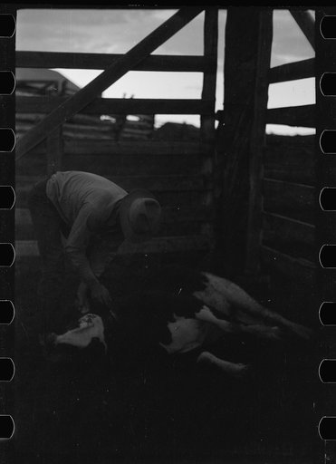 Untitled photo, possibly related to: Butchering a cow, Quarter Circle U Ranch, Montana