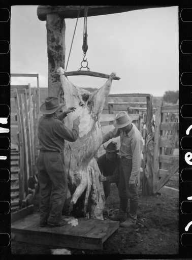 Untitled photo, possibly related to: Butchering a cow, Quarter Circle U Ranch, Montana