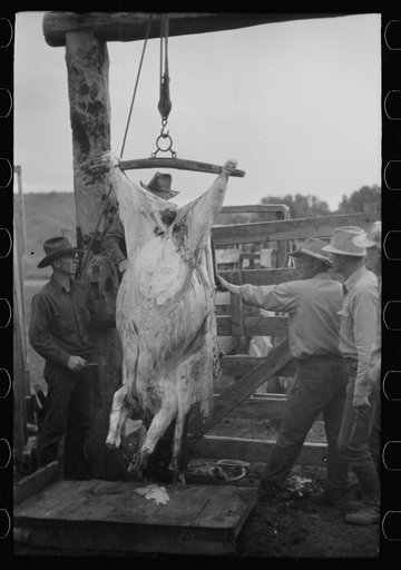 Untitled photo, possibly related to: Butchering a cow, Quarter Circle U Ranch, Montana