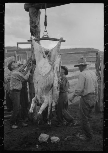 Untitled photo, possibly related to: Butchering a cow, Quarter Circle U Ranch, Montana