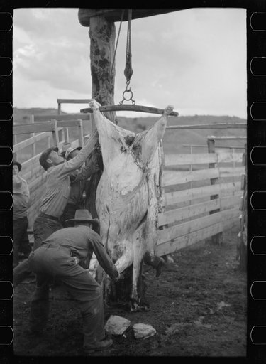 Butchering a cow, Quarter Circle U Ranch, Montana