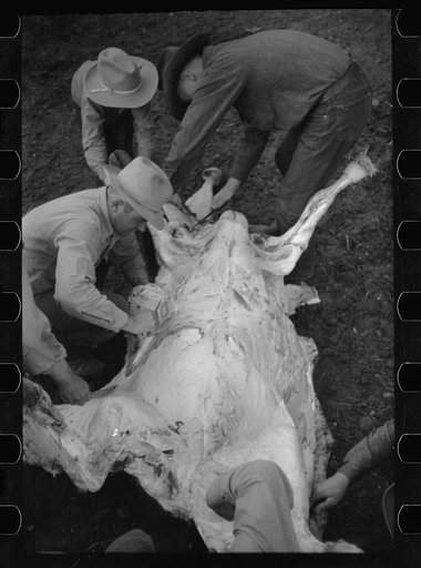 Untitled photo, possibly related to: Butchering a cow, Quarter Circle U Ranch, Montana