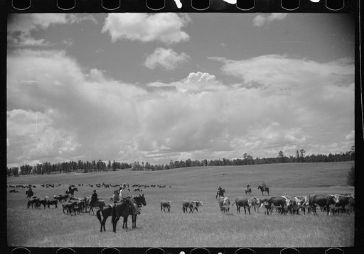 Untitled photo, possibly related to: Roundup, Custer National Forest, Montana. Three Circle roundup
