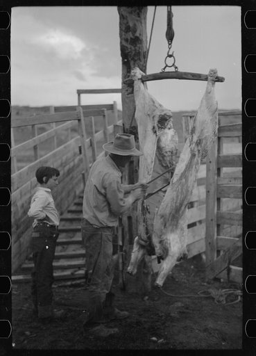 Untitled photo, possibly related to: Butchering a cow, Quarter Circle U Ranch, Montana