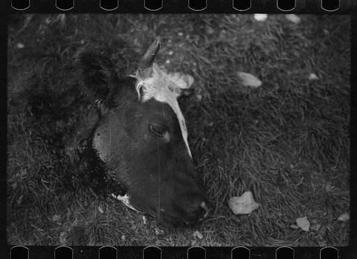 Untitled photo, possibly related to: Butchering a cow, Quarter Circle U Ranch, Montana