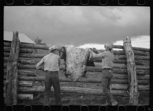 Untitled photo, possibly related to: Throwing a hide on the fence, Quarter Circle U Ranch, Montana