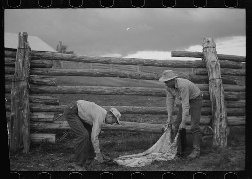 Throwing a hide on the fence, Quarter Circle U Ranch, Montana