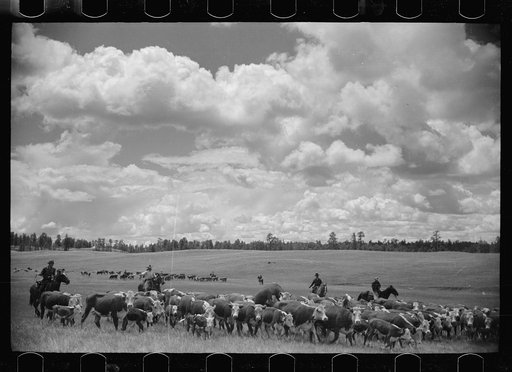 Untitled photo, possibly related to: Roundup, Custer National Forest, Montana. Three Circle roundup
