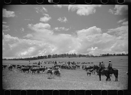 Untitled photo, possibly related to: Roundup, Custer National Forest, Montana. Three Circle roundup