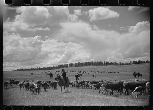 Roundup, Custer National Forest, Montana. Three Circle roundup