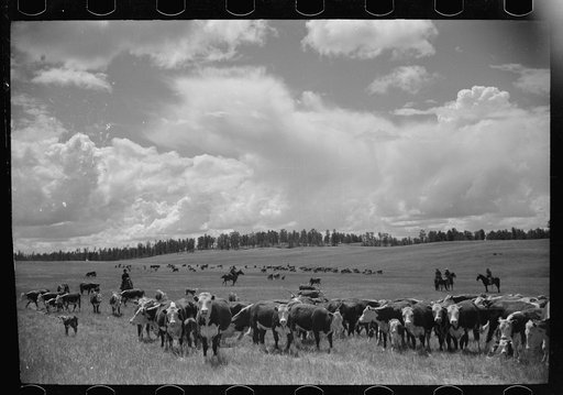 Untitled photo, possibly related to: Roundup, Custer National Forest, Montana. Three Circle roundup