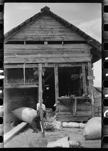 Moving bag of wool, Rosebud County, Montana