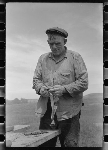 Sheepshearer cleans blade of his shears, Rosebud County, Montana