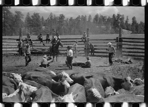 Untitled photo, possibly related to: Cows rounded up by Three Circle Ranch, Custer National Forest, Montana