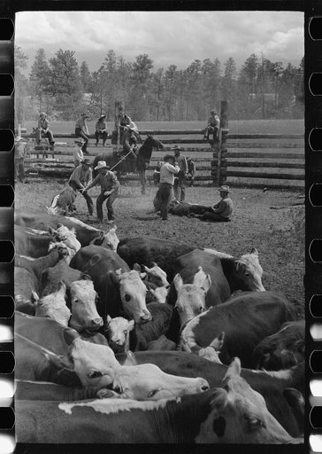 Untitled photo, possibly related to: Three Circle roundup, in corral, at Custer National Forest, Montana